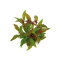 Rotes Papageienblatt Alternanthera reineckii ROT getopft