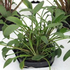 Cryptocoryne x willisii 107 Topf