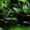 Cryptocoryne beckettii petchii 108A Topf