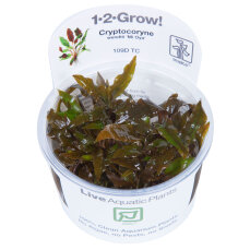 Cryptocoryne wendtii Mi Oya - Mi Oya-Wasserkelch InVitro