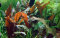 Cryptocoryne wendtii Mi Oya - Mi Oya-Wasserkelch InVitro