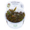 Cryptocoryne wendtii Mi Oya - Mi Oya-Wasserkelch InVitro
