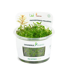 Amerikanisches Kammblatt - Proserpinaca palustris InVitro