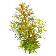 Amerikanisches Kammblatt - Proserpinaca palustris InVitro
