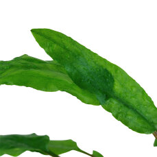 Cryptocoryne wendtii Green 109 Topf
