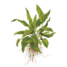 Cryptocoryne wendtii Green 109 Topf