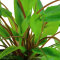 Cryptocoryne wendtii Green 109 Topf