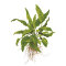 Cryptocoryne wendtii Green 109 Topf
