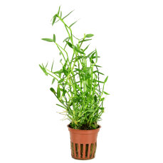 Murdannia keisak - Tagblume, pflegeleichte Aquarienpflanze