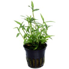Murdannia keisak - Tagblume, pflegeleichte Aquarienpflanze
