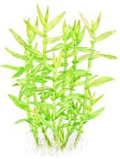 Murdannia keisak - Tagblume, pflegeleichte Aquarienpflanze