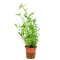 Murdannia keisak - Tagblume, pflegeleichte Aquarienpflanze