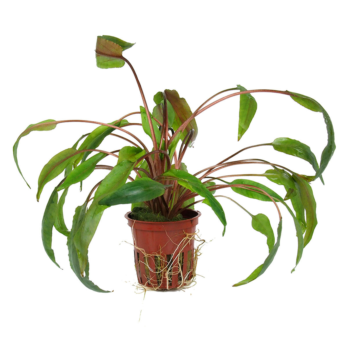 Cryptocoryne undulata broad leaves 110A im Topf