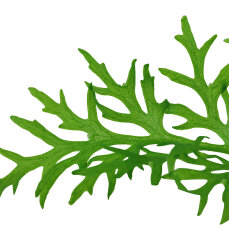 Ceratopteris thalictroides 005A Topf