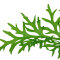 Ceratopteris thalictroides 005A Topf