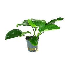 Breitblättriges Speerblatt - Anubias barteri var. barteri getopft