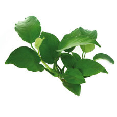 Breitblättriges Speerblatt - Anubias barteri var. barteri getopft