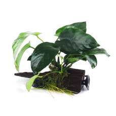 Breitblättriges Speerblatt - Anubias barteri var....