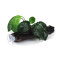 Breitblättriges Speerblatt - Anubias barteri var. barteri Wurzel mit Sauger
