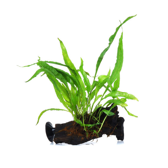 Javafarn - Microsorum pteropus auf Wurzel mit Sauger