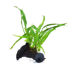 Javafarn - Microsorum pteropus auf Wurzel mit Sauger