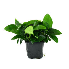 Zwergspeerblatt Anubias barteri var. nana Bigfoot   XL...
