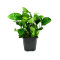 Zwergspeerblatt Anubias barteri var. nana Bigfoot   XL Pflanze