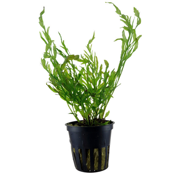 Bolbitis heudelotii - Kongo-Wasserfarn von Tropica