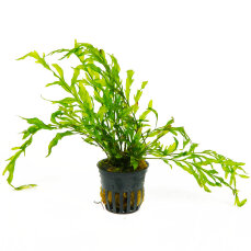 Bolbitis heudelotii - Kongo-Wasserfarn von Tropica