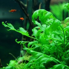 Bolbitis heudelotii - Kongo-Wasserfarn von Tropica