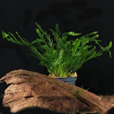 Bolbitis heudelotii - Kongo-Wasserfarn von Tropica
