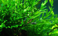 Bolbitis heudelotii - Kongo-Wasserfarn von Tropica