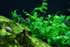 Bolbitis heudelotii - Kongo-Wasserfarn von Tropica