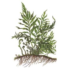 Bolbitis heudelotii - Kongo-Wasserfarn von Tropica