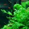 Bolbitis heudelotii - Kongo-Wasserfarn von Tropica
