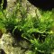 Bolbitis heudelotii - Kongo-Wasserfarn von Tropica