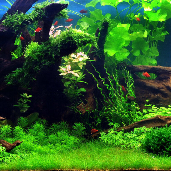 Set Tropischer Teich mit üppiger Vegetation für Aquarium 300 - 400 Liter