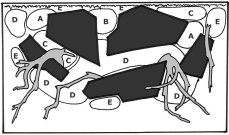 Mooswand mit hellgrünen Kontrasten Layout 74 von Tropica 100 Liter