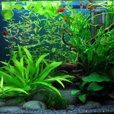 Pflanzenset für ein 60 cm Standardaquarium Layout 36...