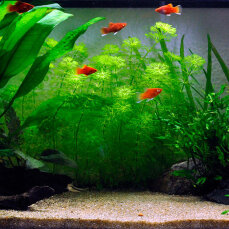 Pflanzenset für ein 54 Liter Einsteigeraquarium...