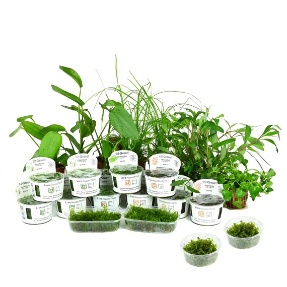 Wasserpflanzenset Nr 61 von Tropica für ein 180-200 l Aquarium