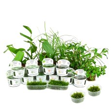Wasserpflanzenset Nr 61 von Tropica für ein 180-200...