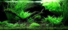 Wasserpflanzenset Nr 61 von Tropica für ein 180-200 l Aquarium