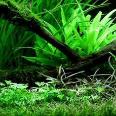 Wasserpflanzenset Nr 61 von Tropica für ein 180-200 l Aquarium