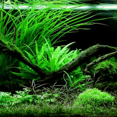 Wasserpflanzenset Nr 61 von Tropica für ein 180-200 l Aquarium