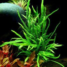 Microsorum pteropus Trident - Geweihartiger Javafarn