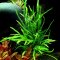 Microsorum pteropus Trident - Geweihartiger Javafarn