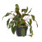 Cryptocoryne wendtii Tropica XL-Pflanze