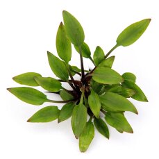Cryptocoryne lutea Hobbit Zwerglutea Dennerle