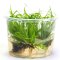 Juncus repens - Kriechende Binse Meristempflanze aus der Laborproduktion